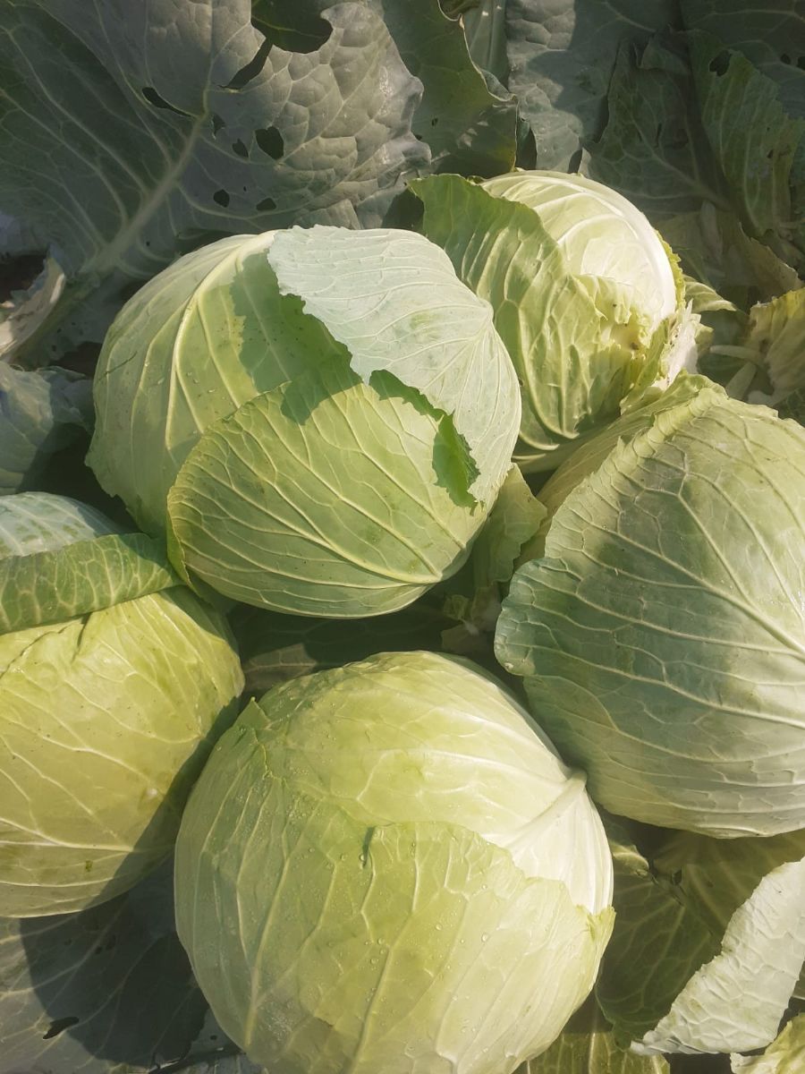 Turkish Cabbage Import Export Trade