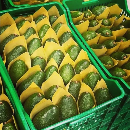 Turkish Avacado Export Import Trade