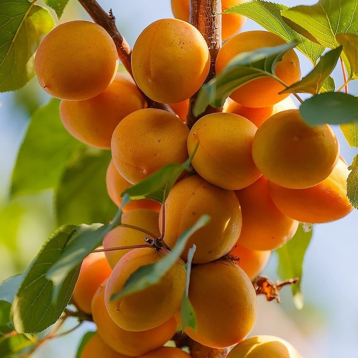 Kays thalat hracat - Apricot Import Export