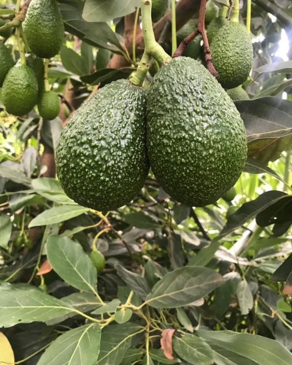 Turkish Avacado Trade Export Global