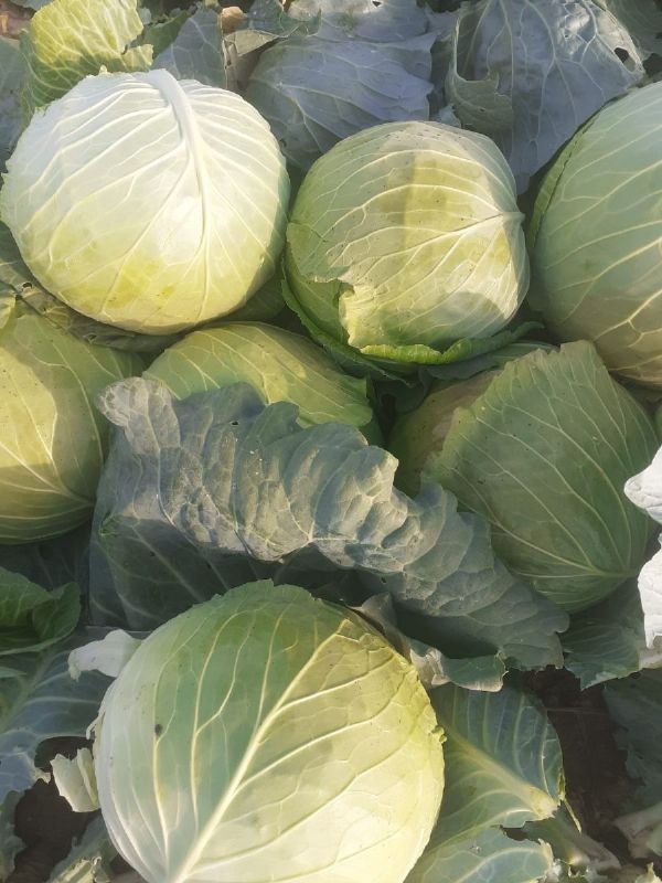 Turkish Cabbage Trave Export Global Fruitful