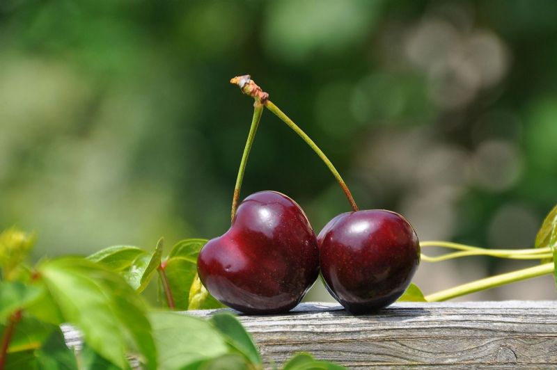 Turkish Cherry Import Export Trade