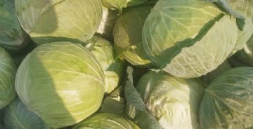 Turkish Cabbage A Rising Star in European Markets