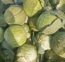 Turkish Cabbage A Rising Star in European Markets