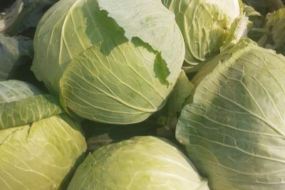 Cabbage